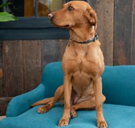 Click to view gallery Sofa Pet2